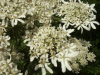 Hogweed (Heracleum sphondylium)