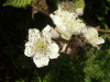 Bramble/Blackberry flower (Rubus fruticosus agg)