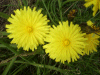 Dandelions (Taraxacum officinale)