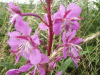 Rosebay Willowherb (Chamerion angustifolium)