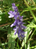 Tufted Vetch (Vicia cracca)