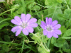 Dovesfoot Cranesbill (Geranium molle)