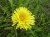 Dandelion (Taraxacum officinale)