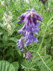 Tufted Vetch (Vicia cracca)