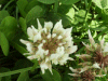 White Clover/Dutch Clover (Trifolium repens)
