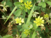 Black Medick (Medicago lupulina)