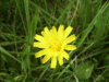 Dandelion? (Taraxacum officinale)