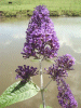 Butterfly Bush (Buddleja davidii)