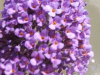Butterfly Bush (Buddleja davidii)