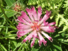 Red Clover (trefolium repens)