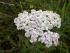 Yarrow (Achillea millefolium)