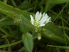Common Mouse-ear (Cerastium fontanum)