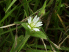 Common Mouse-ear (Cerastium fontanum)