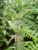 Nettle (Urtica dioica)