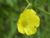 Meadow Buttercup (Ranunculus acris)