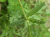 Meadow Buttercup (Ranunculus acris)