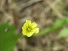 Beaked Hawksbeard (Crepis vesicaria)