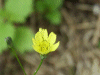 Beaked Hawksbeard (Crepis vesicaria)