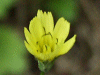 Beaked Hawksbeard (Crepis vesicaria)