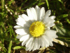 Daisy (Bellis perennis)