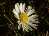 Daisy (Bellis perennis)