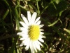 Daisy (Bellis perennis)