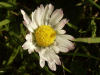 Daisy (Bellis perennis)