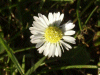 Daisy (Bellis perennis)