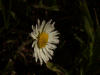 Daisy (Bellis perennis)