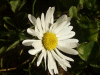 Daisy (Bellis perennis)