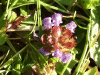 Self-heal (Prunella vulgaris)