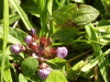 Self-heal (Prunella vulgaris)