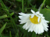 Daisy (Bellis perennis)