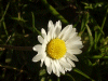 Daisy (Bellis perennis)