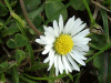 Daisy (Bellis perennis)