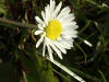 Daisy (Bellis perennis)