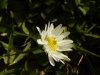 Daisy (Bellis perennis)