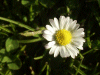Daisy (Bellis perennis)