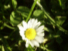 Daisy (Bellis perennis)
