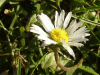 Daisy (Bellis perennis)