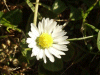 Daisy (Bellis perennis)
