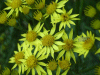 Oxford Ragwort (Senecio squalidus)