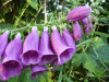 Digitalis Purpurea (ordinary wild foxglove)