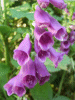 Digitalis Purpurea (ordinary wild foxglove)