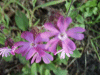 Red Campion (Silene dioica)