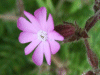 Red Campion (Silene dioica)