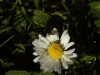 Daisy (Bellis perennis)