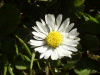 Daisy (Bellis perennis)