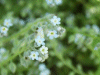 Field Forgetmenots (Myosotis sylvatica)