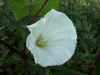Field Bindweed (Convolvulus arvensis)